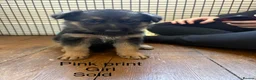 German Shepherd dogs for sale: German shepherd puppies  - Advert 3