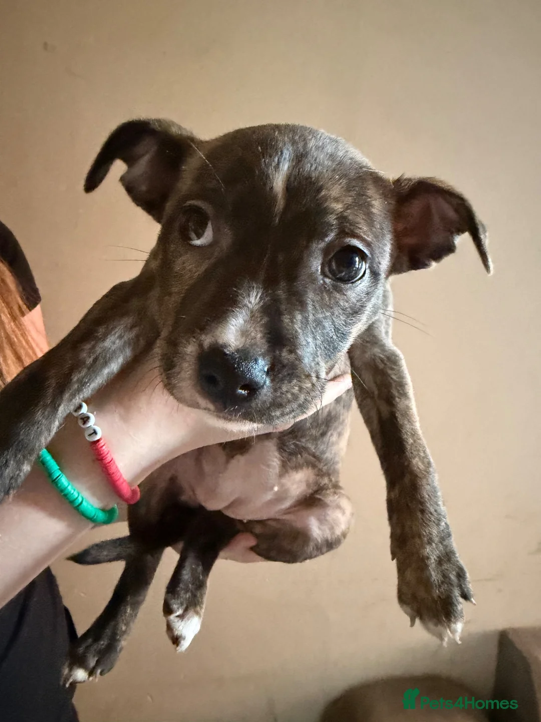 Staffordshire Bull Terrier dogs for sale: Tiny bundles of joy!!! - Advert 9