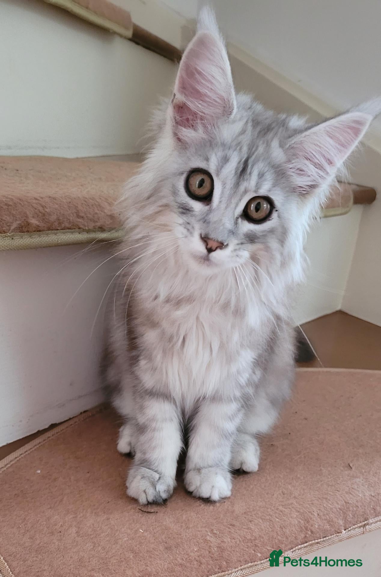 Maine Coon cats Tica registered maine coon kittens  - Advert 1
