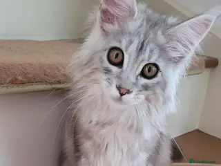 Maine Coon cats Tica registered maine coon kittens - Advert 1