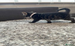 Bengal cats for sale: Charcoal Bengal kitten  - Image 10