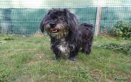 Bichon Frise dogs for adoption: A Lovely Bichon Boy - for a Loving Home - Image 1