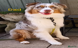 Australian Shepherd dogs for sale: Australian Shepherd puppies looking for new home in Peterborough - Image 5