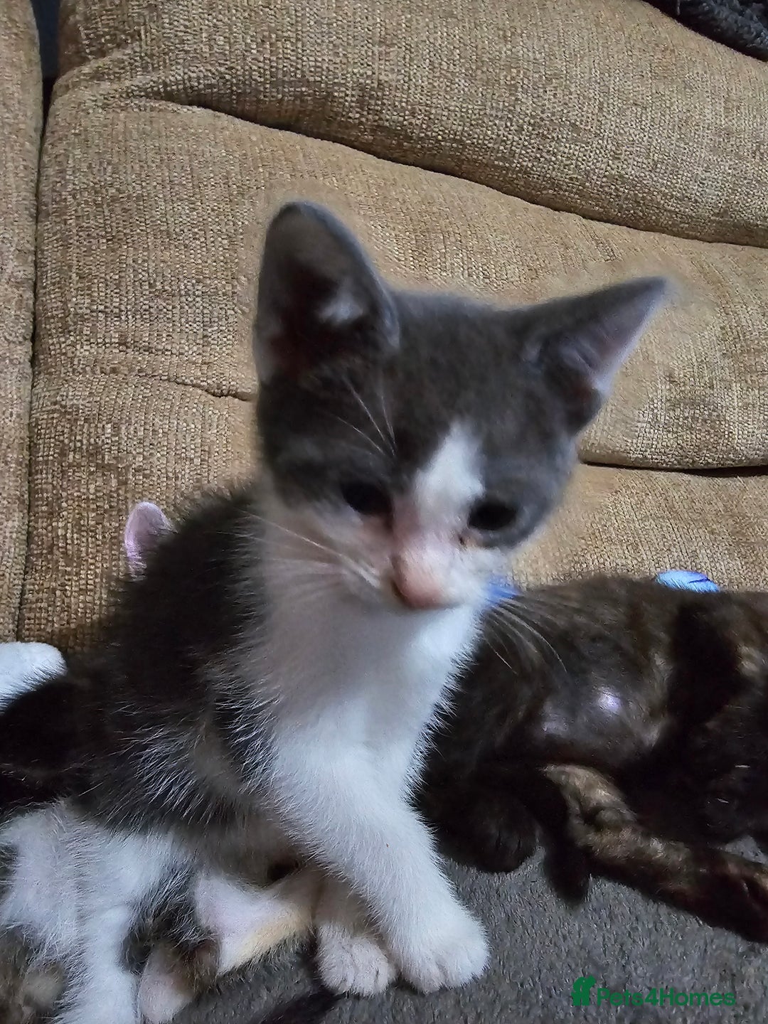 Mixed Breed cats for sale: Adorable kittens for sale - Advert 19