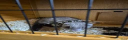 Ferret rodents for sale: 3 x Jill Ferret/polecat hybrids & 1 Jack in Braintree - Advert 6
