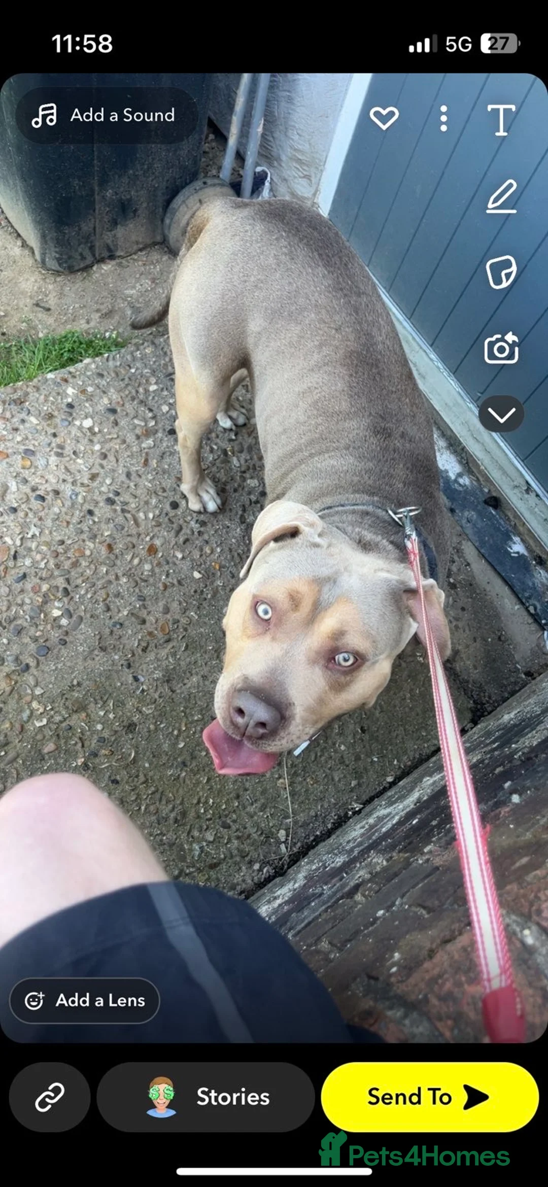 Cane Corso dogs for stud: Cane corso cross staff for stud  - Advert 2