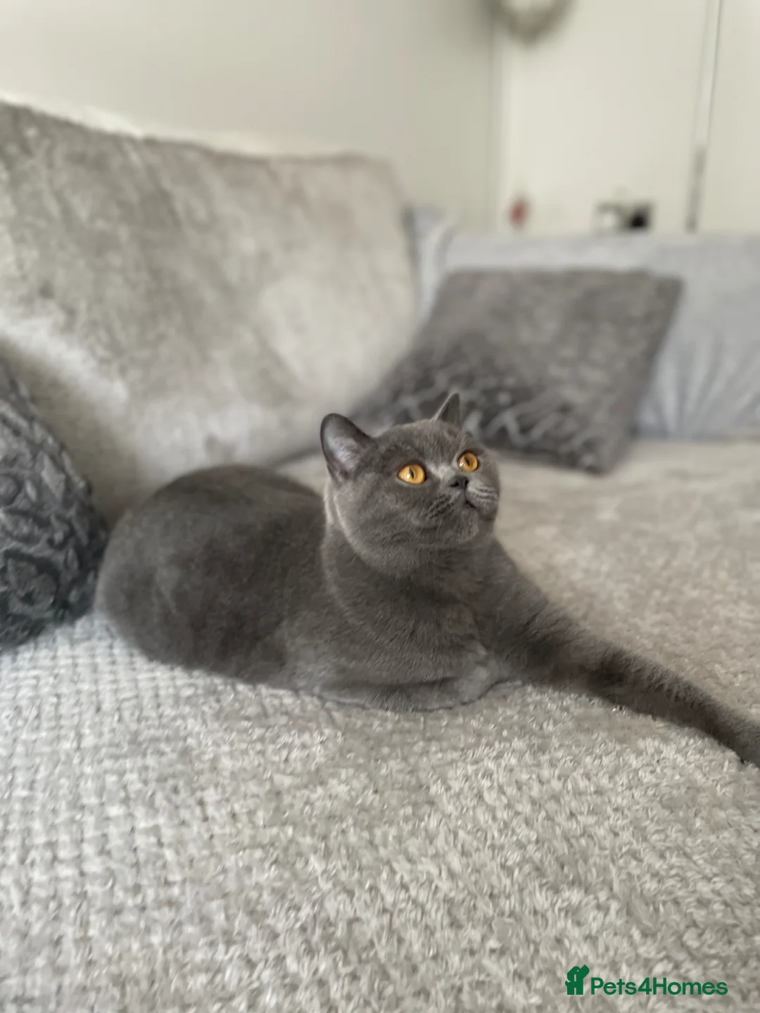 British Shorthair cats for sale: Female blue British shorthair neutered  - Advert 6