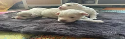 Maltipoo dogs for sale: Puppies  - Advert 6