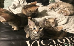 Bengal cats for sale: Cute and fluffy half Bengal kittens  - Image 23