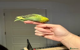 Budgerigars birds for sale: A pair of fully tamed budgies  £65 for both      - Image 10