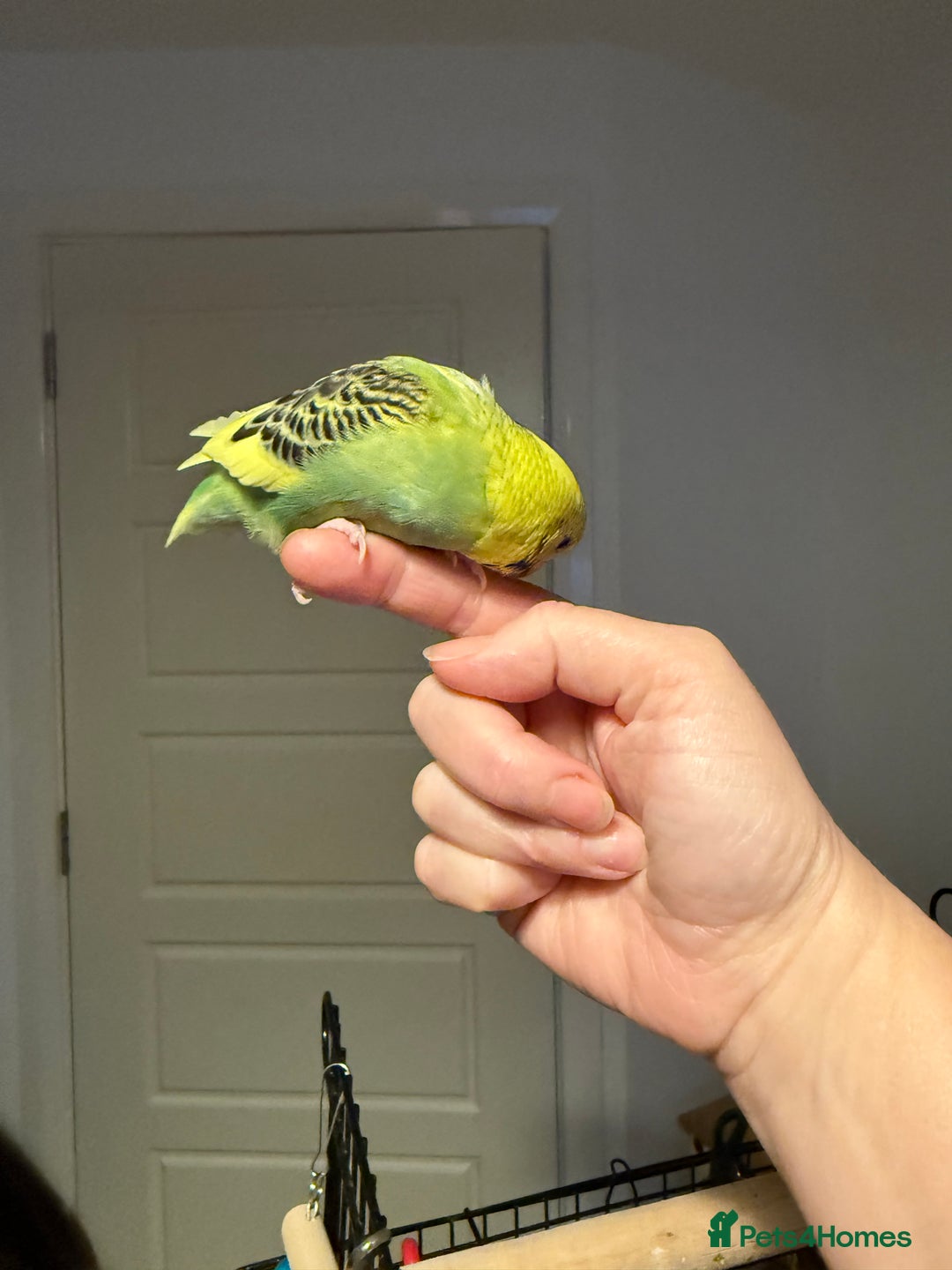 Budgerigars birds for sale: A pair of fully tamed budgies  £65 for both      - Image 10