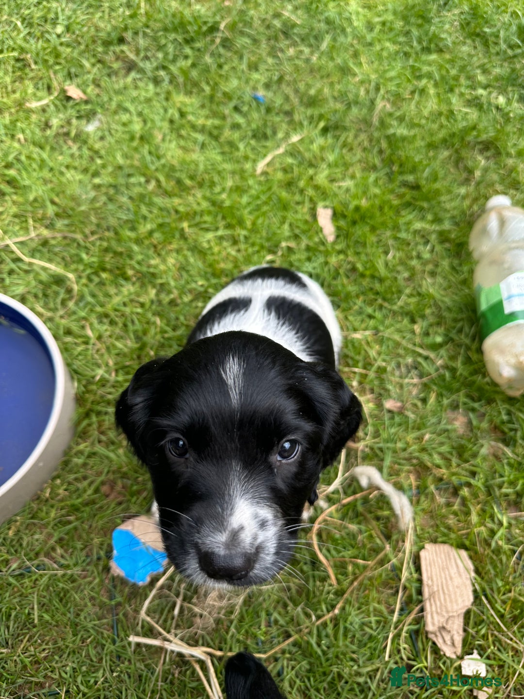 English Springer Spaniel dogs for sale: English Springer Spaniel Puppies for Sale - Image 16