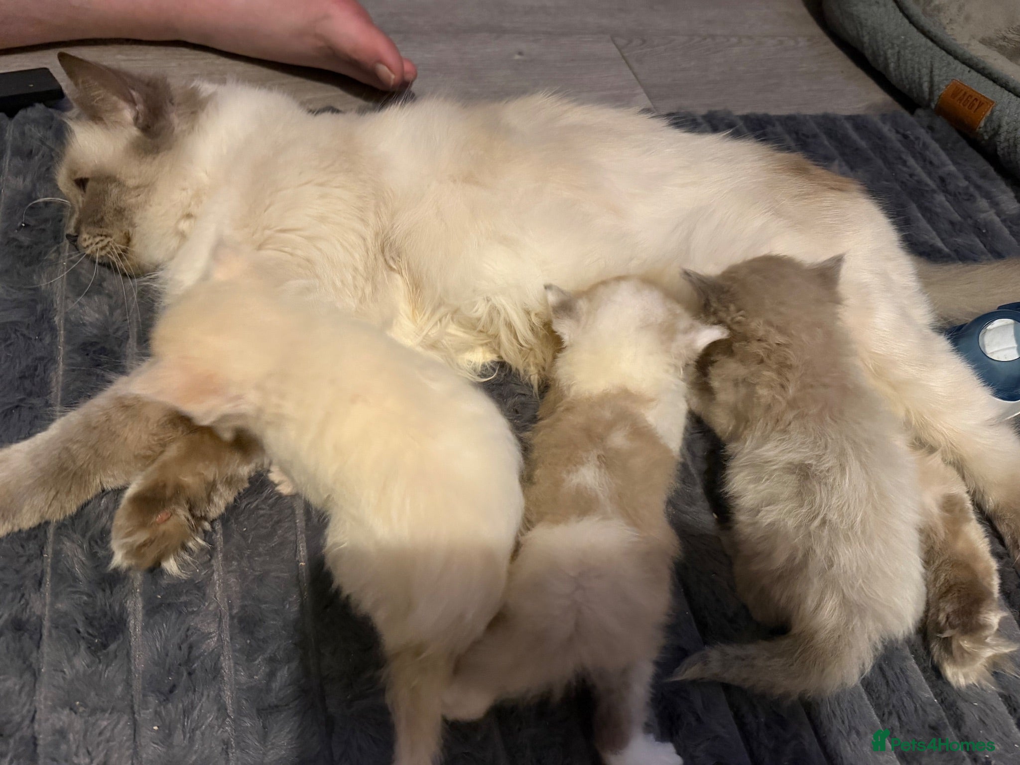 Ragdoll cats Beautiful little fluffy ragdolls - Advert 7