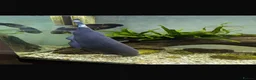 Other/Mixed Breed fish for sale: Ghost knife  - Advert 2