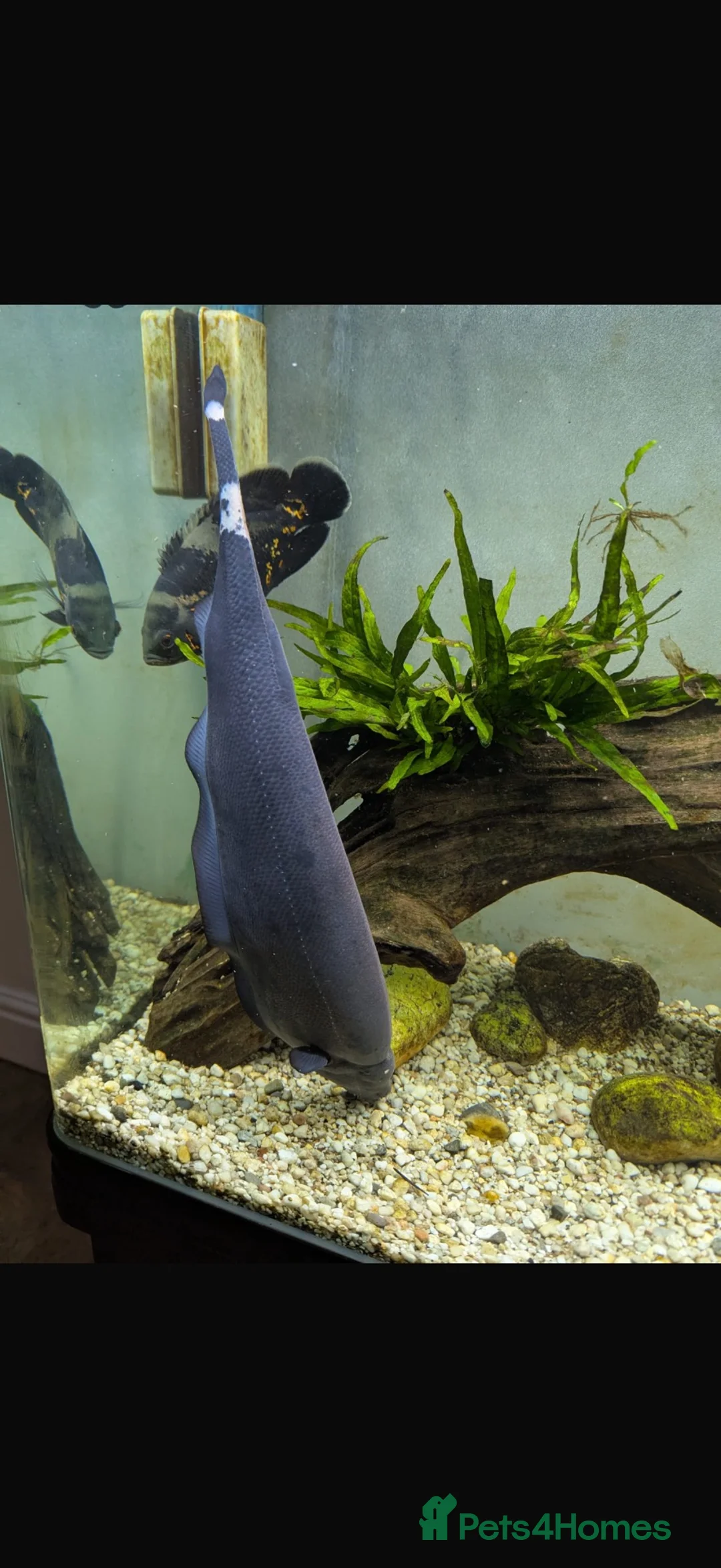 Other/Mixed Breed fish for sale: Ghost knife  - Advert 2
