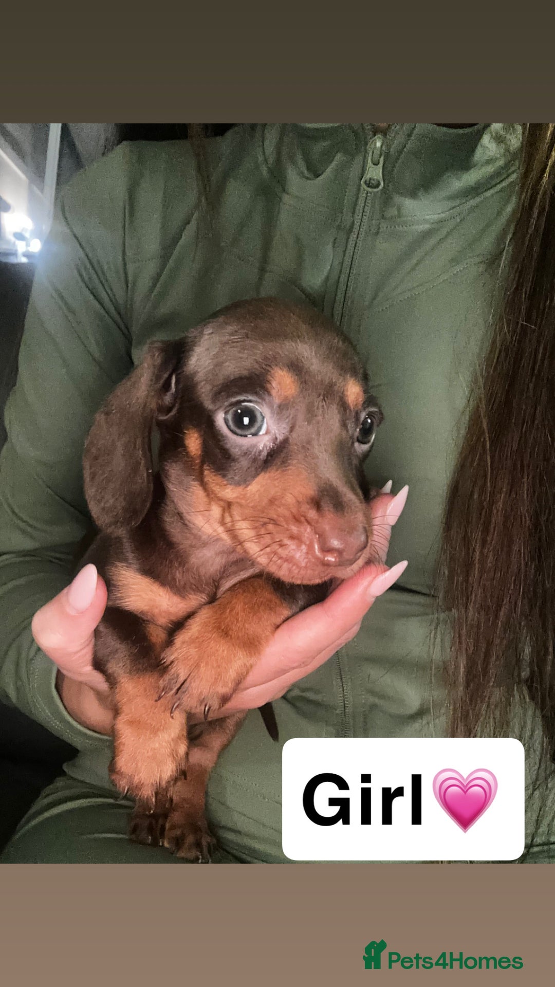 Dachshund dogs for sale: 7 beautiful dashound puppys - Advert 14
