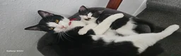 Mixed Breed cats for sale: One boy for sale - Advert 5