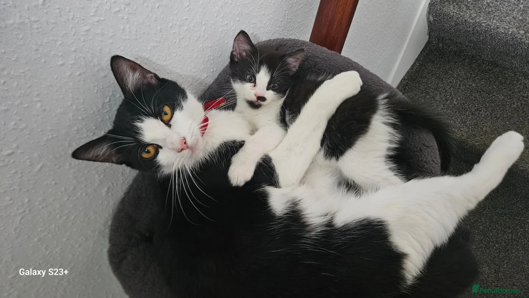 Mixed Breed cats for sale: One boy for sale - Advert 5