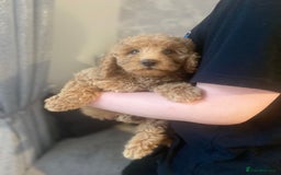 Cockapoo dogs for sale: Cockapoo  - Image 6