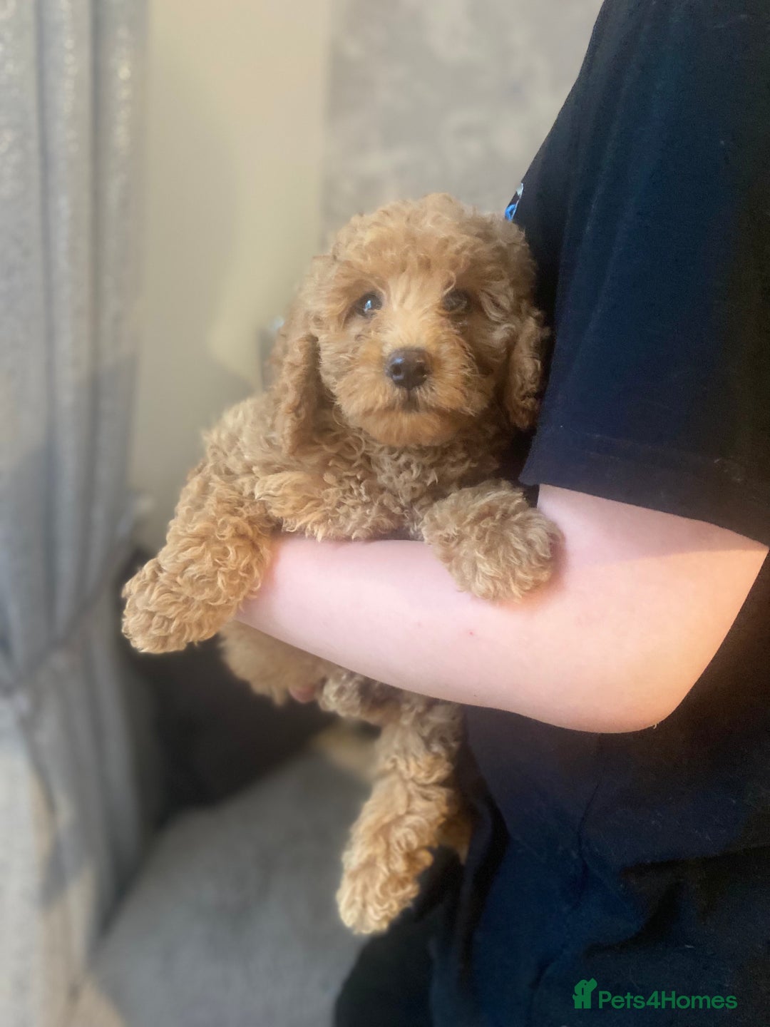 Cockapoo dogs for sale: Cockapoo  - Image 6
