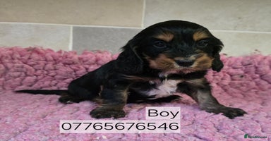 Cockapoo dogs Classic Cockapoo Puppies Homebred Council Licenced - Advert 3