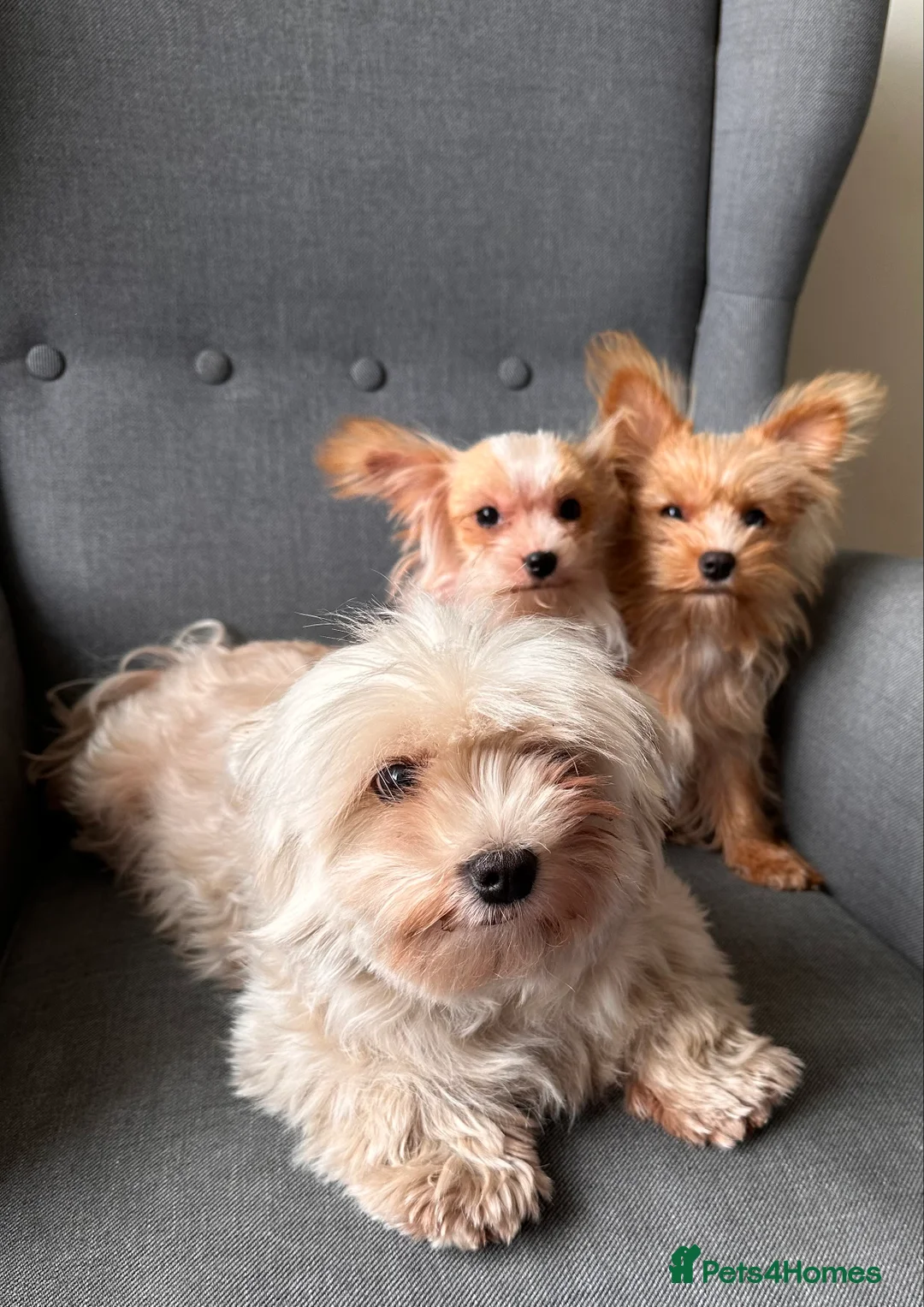 Yorkshire Terrier dogs for sale: Gorgeous Yorkshire Terriers - Advert 2
