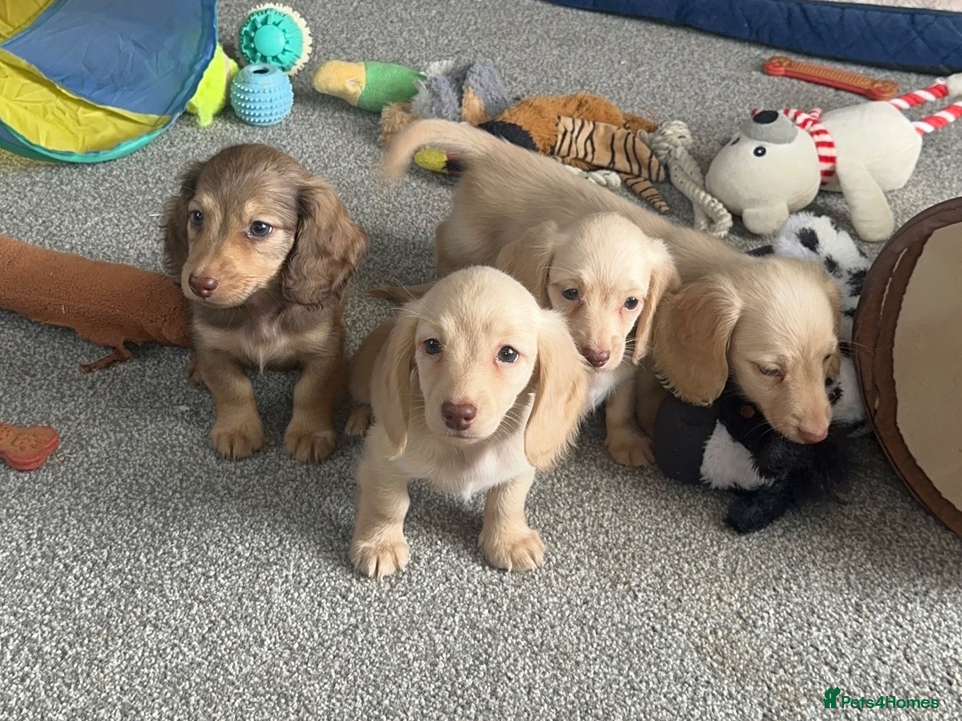 Dachshund dogs Stunning longhaired creams and shaded cream pups - Advert 1