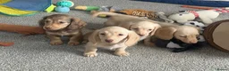 Dachshund dogs for sale: Stunning longhaired creams and shaded cream pups - Advert 3