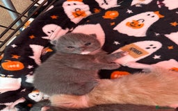 Mixed Breed cats for sale: Kittens looking for forever homes - Image 13