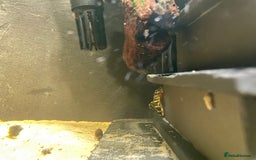 Plecos fish for sale: L134 leopard frog pleco juveniles - Image 7