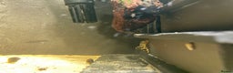 Plecos fish for sale: L134 leopard frog pleco juveniles - Advert 11
