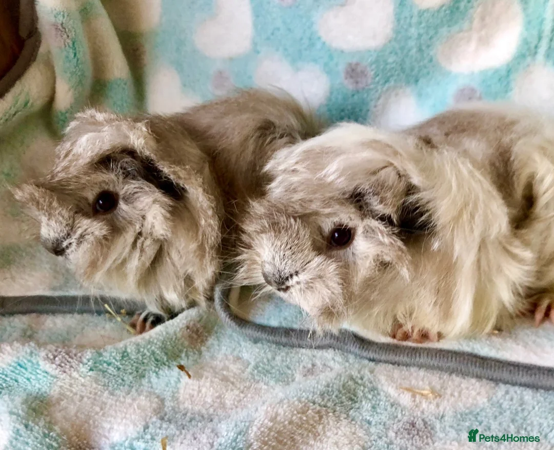 Guinea Pig rodents for sale: Baby Peruvian brothers  - Advert 1