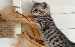 British Shorthair cats for sale: Black silver spotted British shorthair - Image 5