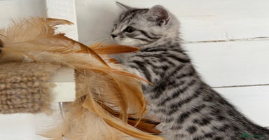 British Shorthair cats - Advert 11