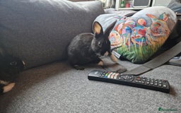 Mixed Breed rabbits for sale: Adorably cute baby bunnies-2 boys 1 girl available - Image 6