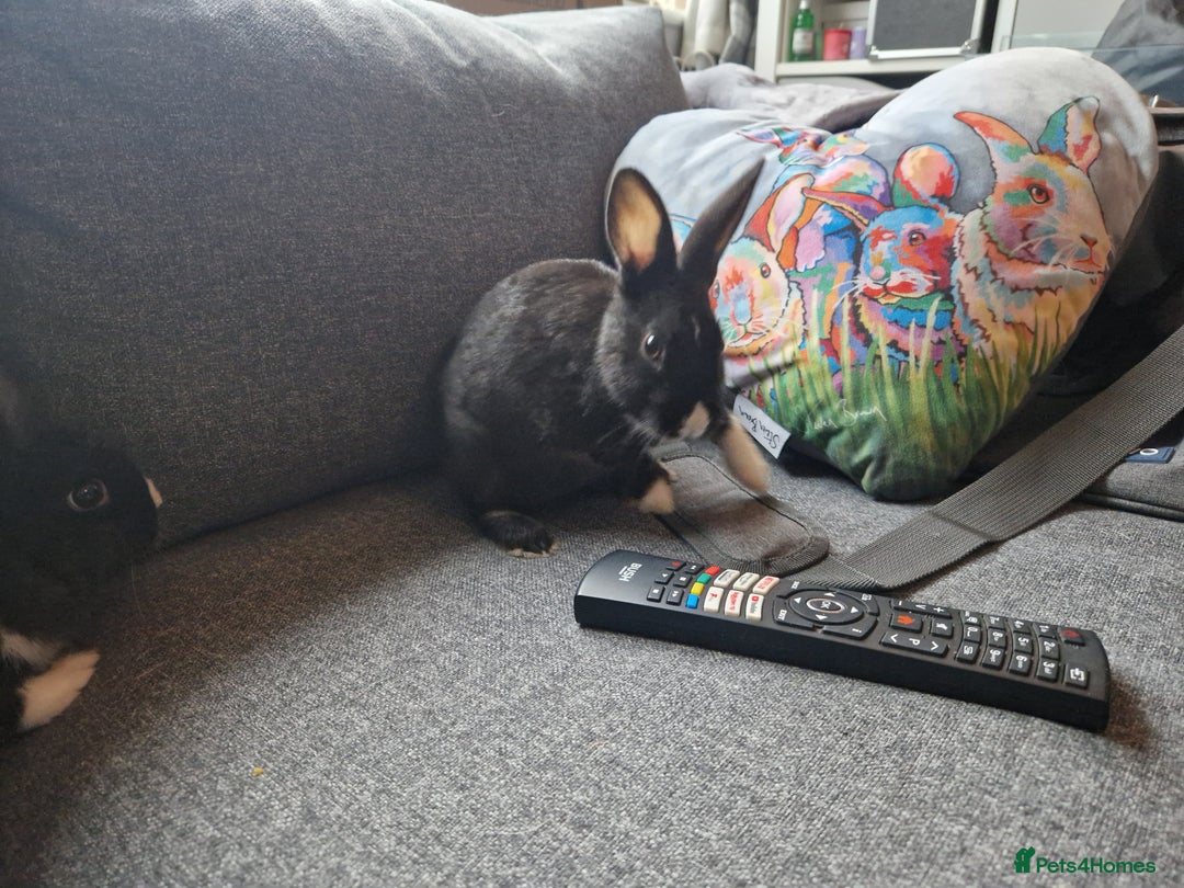 Mixed Breed rabbits for sale: Adorably cute baby bunnies-2 boys 1 girl available - Image 6