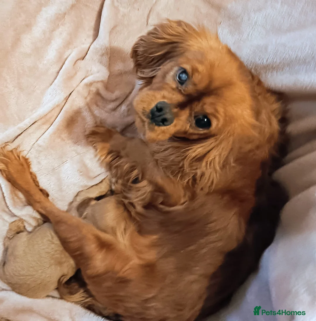 King Charles Spaniel dogs for sale: DNA TESTED KING CHARLES CAVALIER BOY  - Advert 5