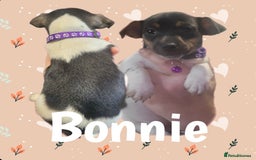 Jack Russell dogs for sale: miniature Jack Russell Puppies - Image 15