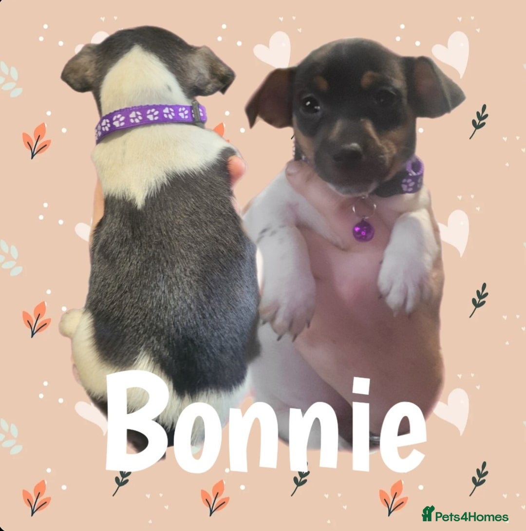 Jack Russell dogs for sale: miniature Jack Russell Puppies - Image 15