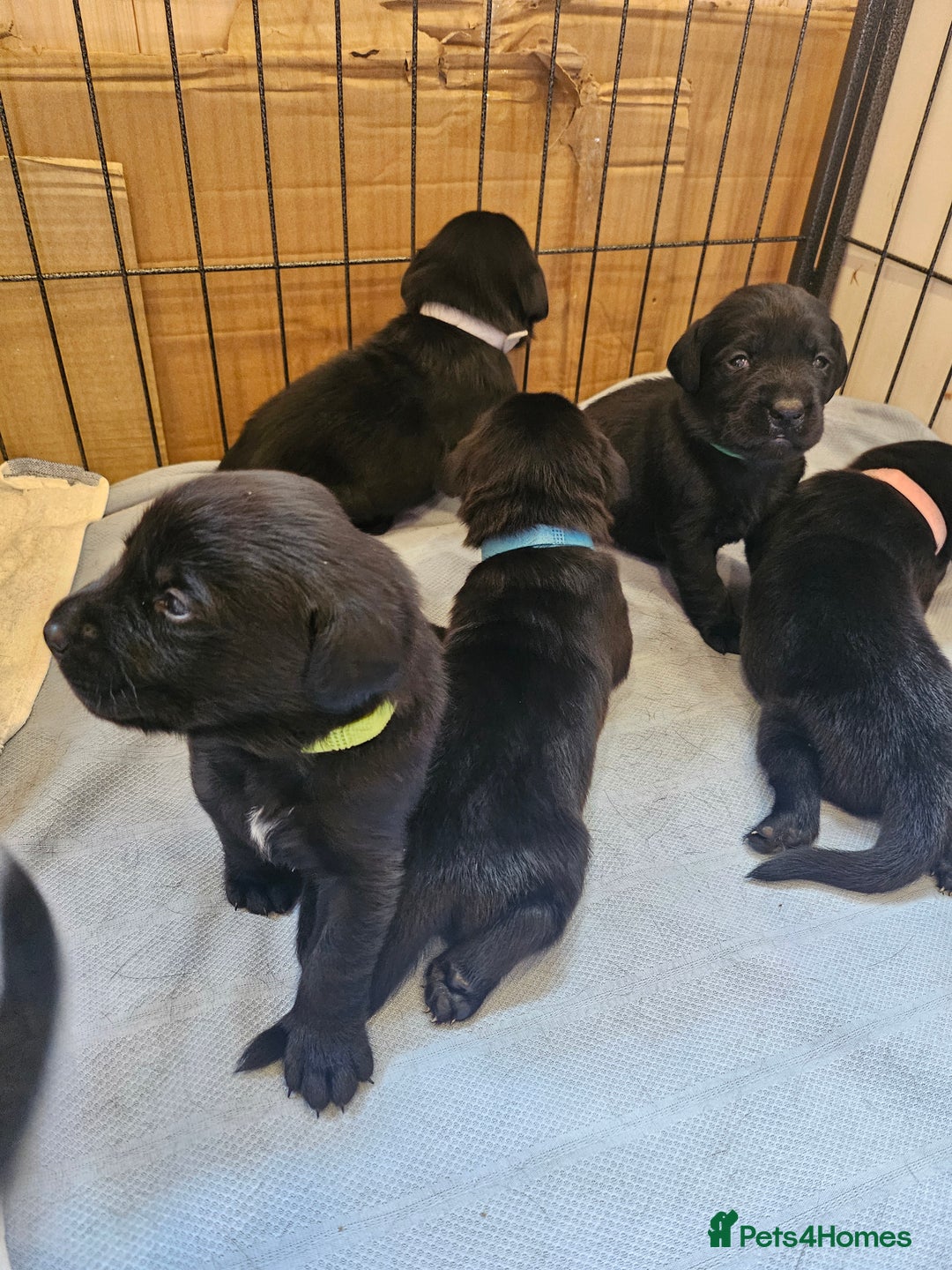 Labrador Retriever dogs for sale: Black labrador retreivers - Image 4