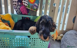 Dachshund dogs for sale: Outstanding Standard Wire haired Dachshund puppies - Image 7