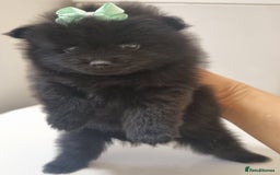 Pomeranian dogs for sale: Beautiful litter xxsmall teddy bear poms  - Image 19