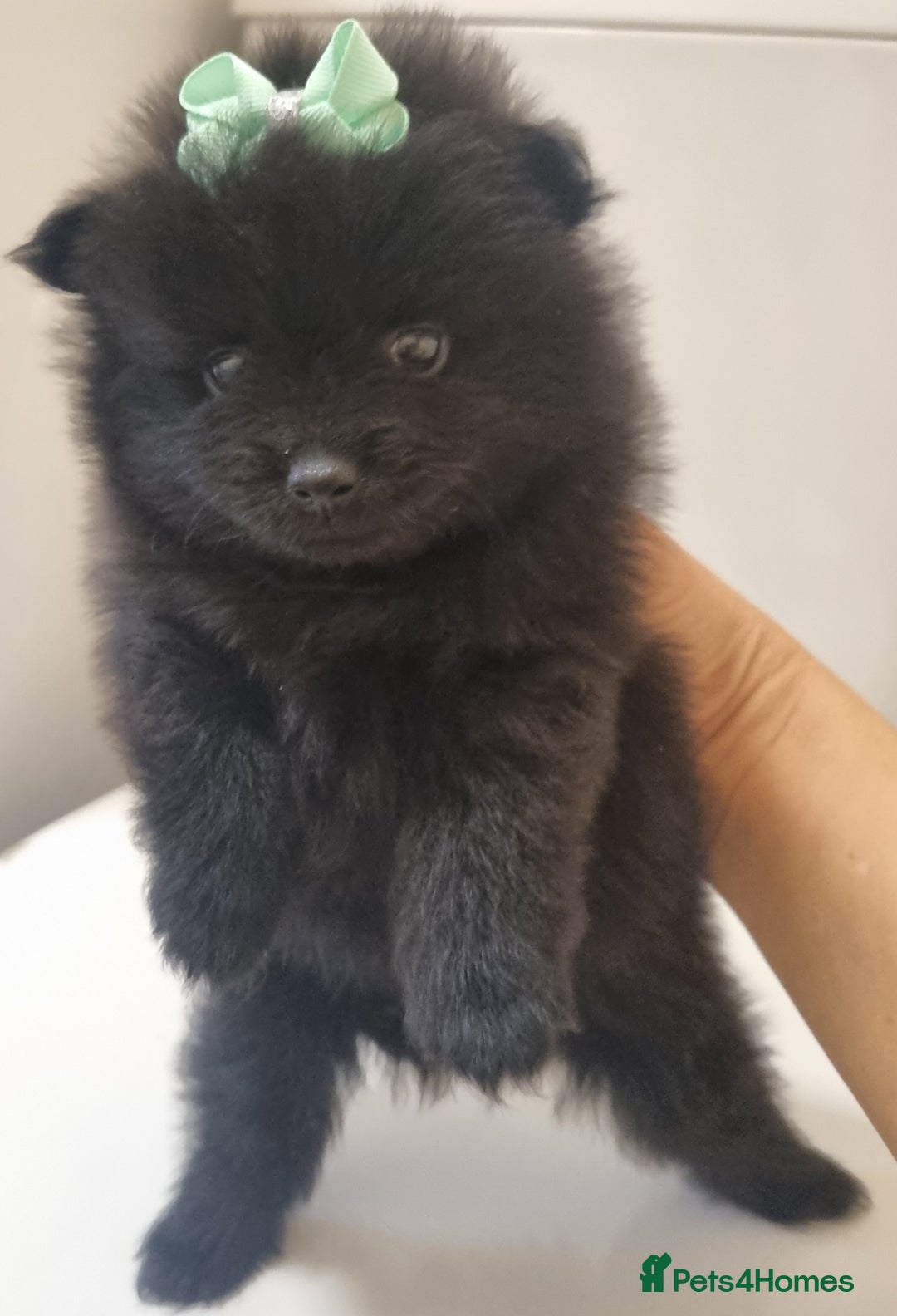 Pomeranian dogs for sale: Beautiful litter xxsmall teddy bear poms  - Image 19