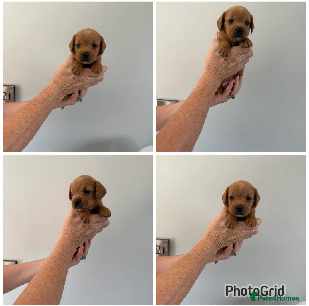 Mixed Breed dogs for sale: Frenchie cross cockapoo pups. - Advert 4