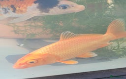 Koi Carp fish for sale: Koi Carp - Image 9