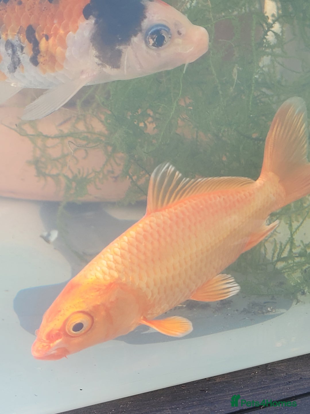 Koi Carp fish for sale: Koi Carp - Image 9