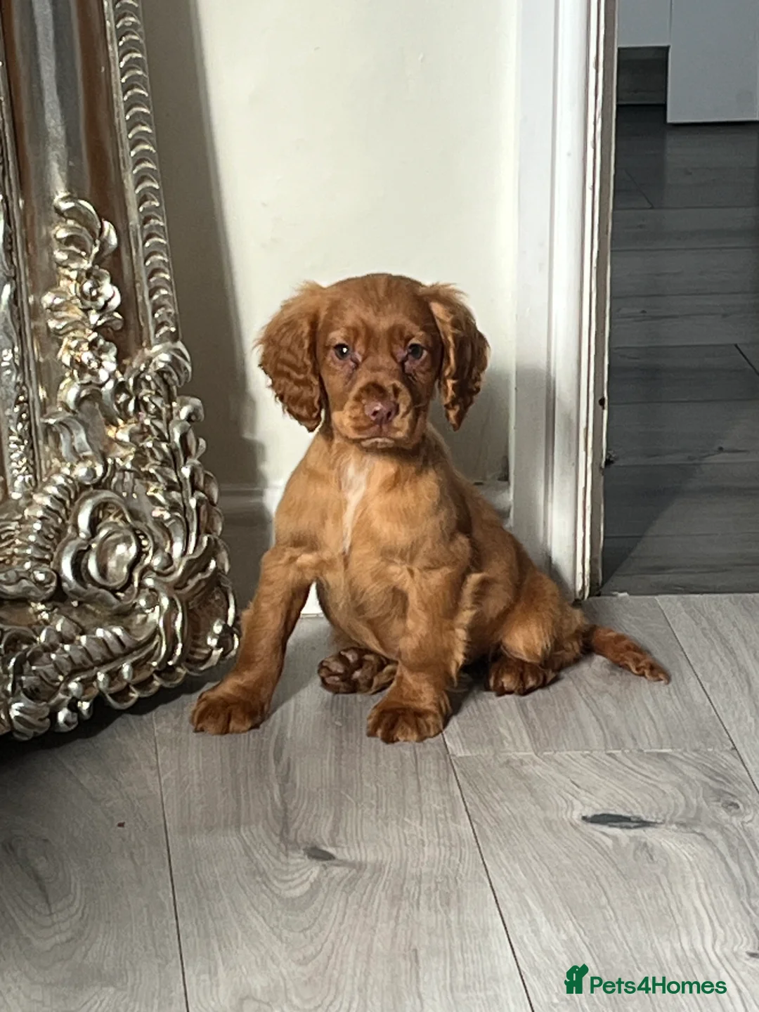 Cocker Spaniel dogs for sale: Cocker spaniel puppies  - Advert 1