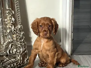 Cocker Spaniel dogs Cocker spaniel puppies - Advert 1