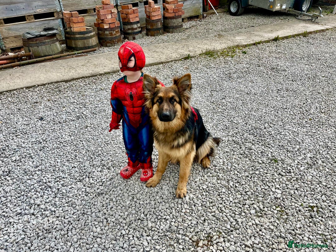 German Shepherd dogs for sale: Puppies - Long hair/Straight back German Shepherd - Advert 15