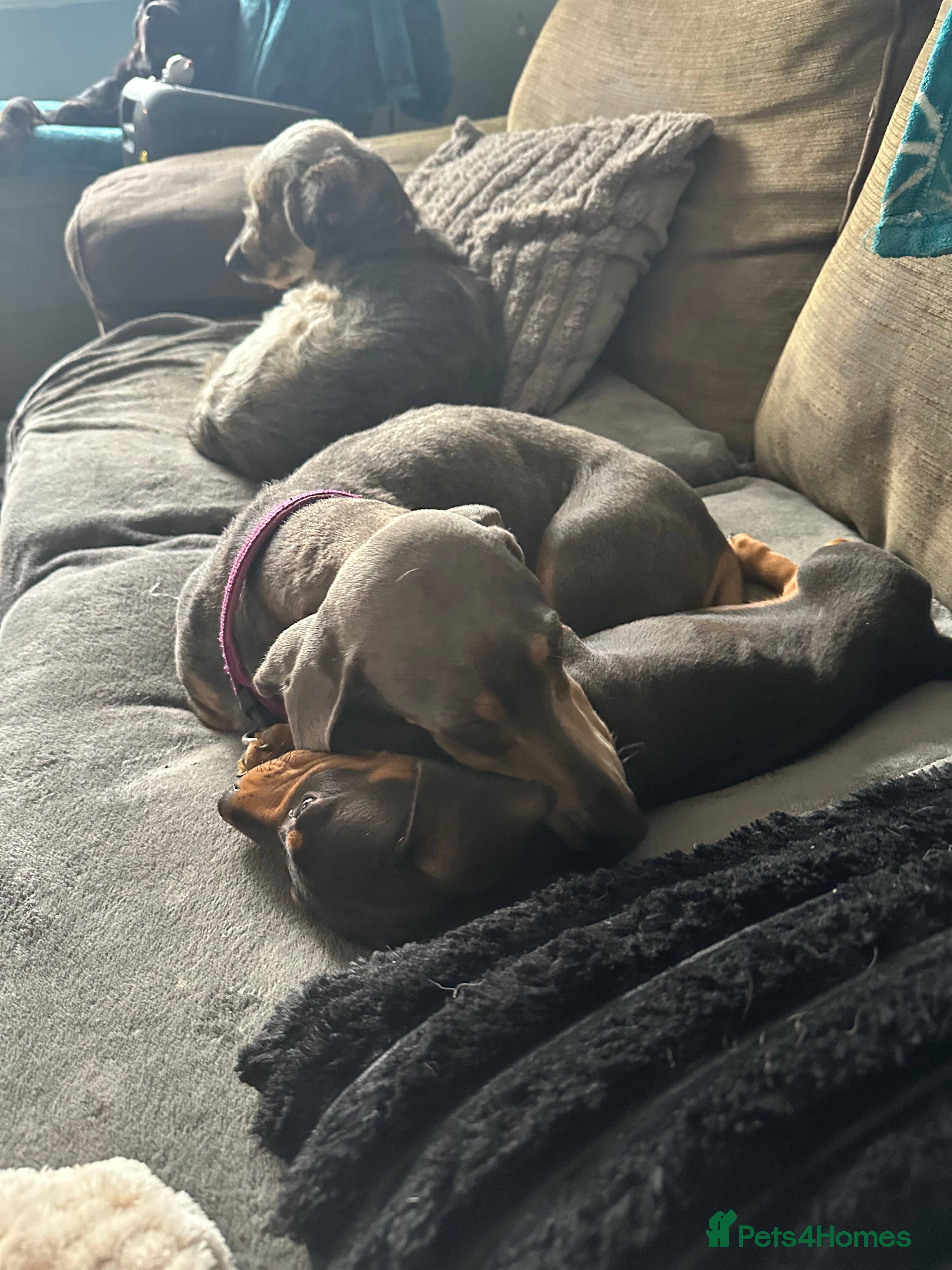 Dachshund dogs 7 Beautiful dachshund puppies  - Advert 1